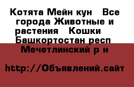 Котята Мейн кун - Все города Животные и растения » Кошки   . Башкортостан респ.,Мечетлинский р-н